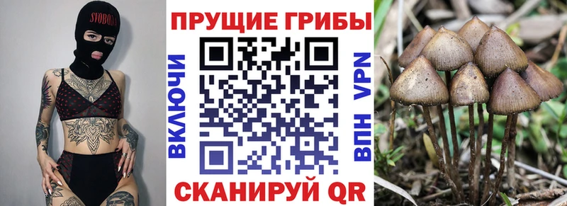 ОМГ ОМГ зеркало  Новоаннинский  Псилоцибиновые грибы MAGIC MUSHROOMS 